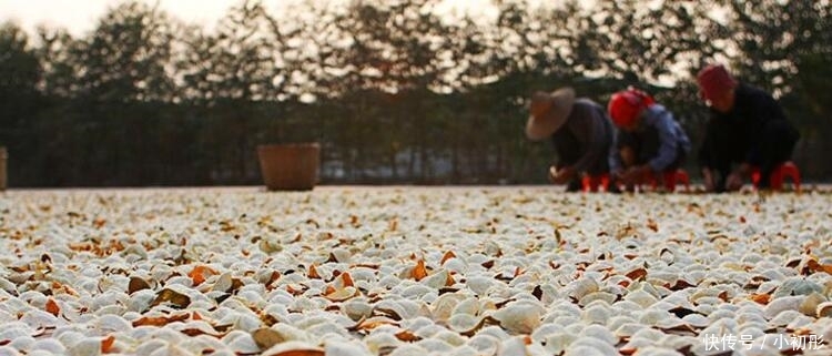  「橘子」橘子皮晒干不就是陈皮, 为啥1斤上万元? 资深果农道出“