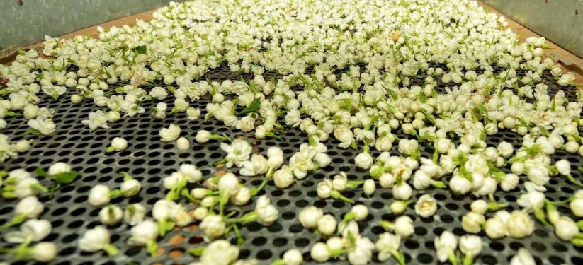  好处■茉莉花茶，是天然的“抗衰茶”，每天喝1杯，4个好处不请自来