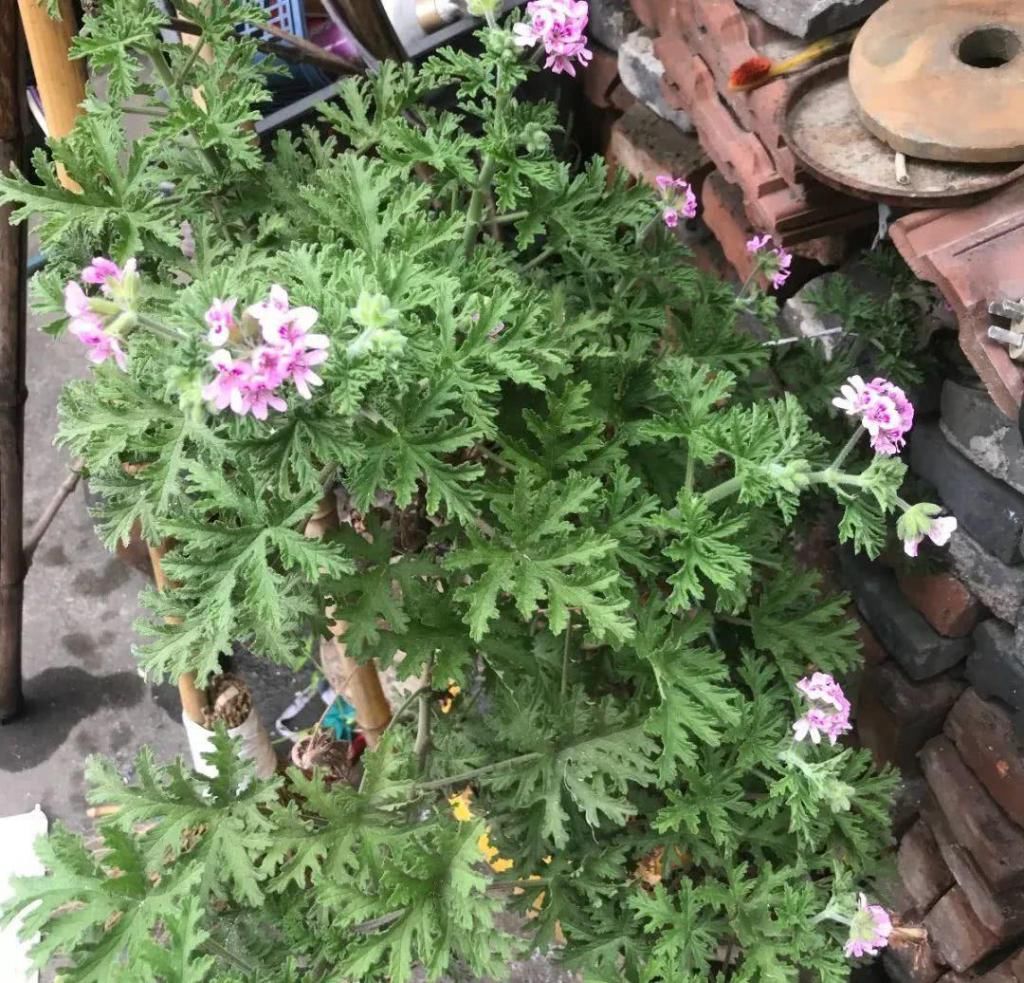 也可以:7种花插土里,立马长满院子,蚊虫不敢靠近!