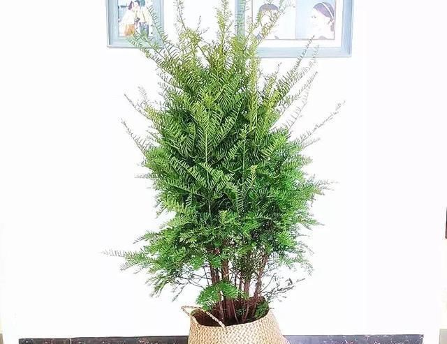  #花盆#大而深的花盆适合养什么花？教你预防积水烂根的办法