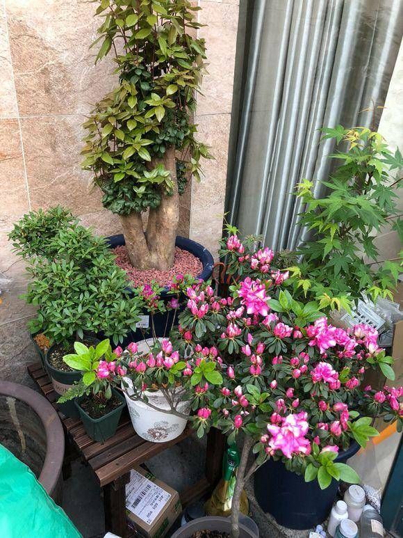  「养护杜鹃花」小院的杜鹃花开了，花园一角真漂亮，杜鹃花养护，分享一下