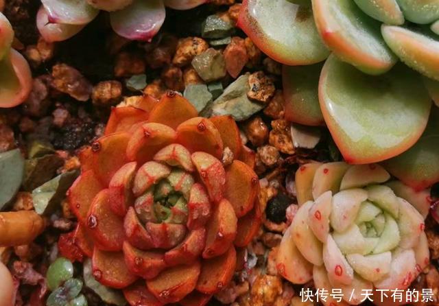  #地区的肉友#进入雨季，4种方法防止多肉病菌感染，让你的肉肉顺利度过夏天
