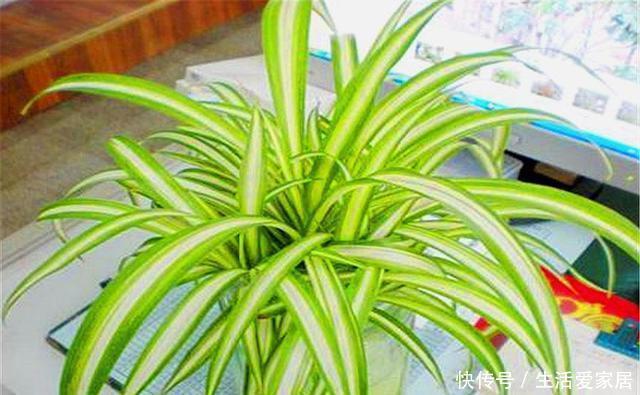 能让金边吊兰|养金边吊兰讲究1个巧字,15天用上2勺它,叶子翠绿,金边耀眼