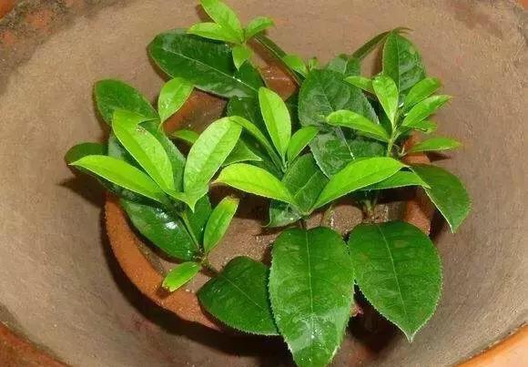  「特别」“6种花”容易繁殖，摘一个枝扦插，10天长白根，一个月养出20盆