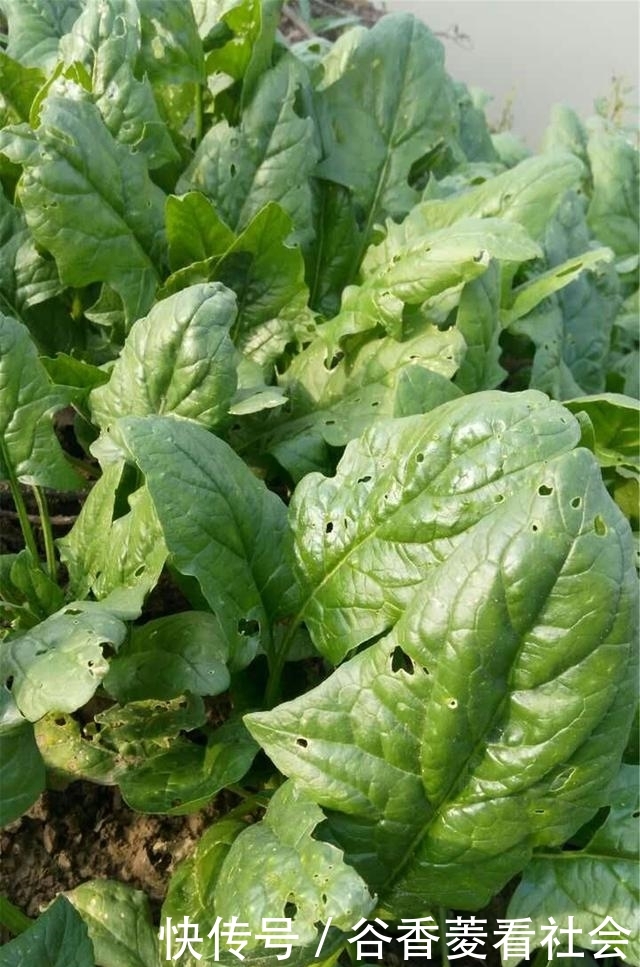  奇怪@奇怪的农村人：稀罕农产品懒得收，田里自生自灭