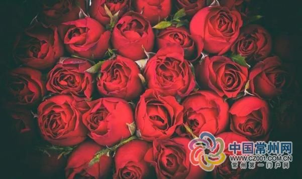 「月季」科普环节:520您送出的玫瑰,它可能是朵月季