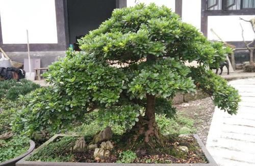  「传家宝」2种“小绿植”养6盆，1年后枝干“变粗”，能当“传家宝”，值钱