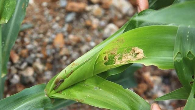  「蝗虫」已经入侵六城，比蝗虫更急的虫害来了，农民们早早准备下列农药