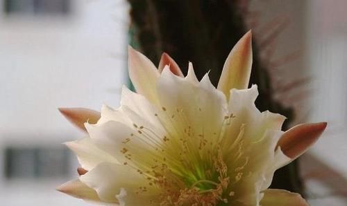  龙骨花：龙骨会开花吗？为什么我养护好几年的龙骨不开花，怎么让龙骨开花