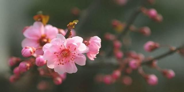  「追捧」花园种上这“2种”花，镇宅还养人，越养越贵，受人追捧！