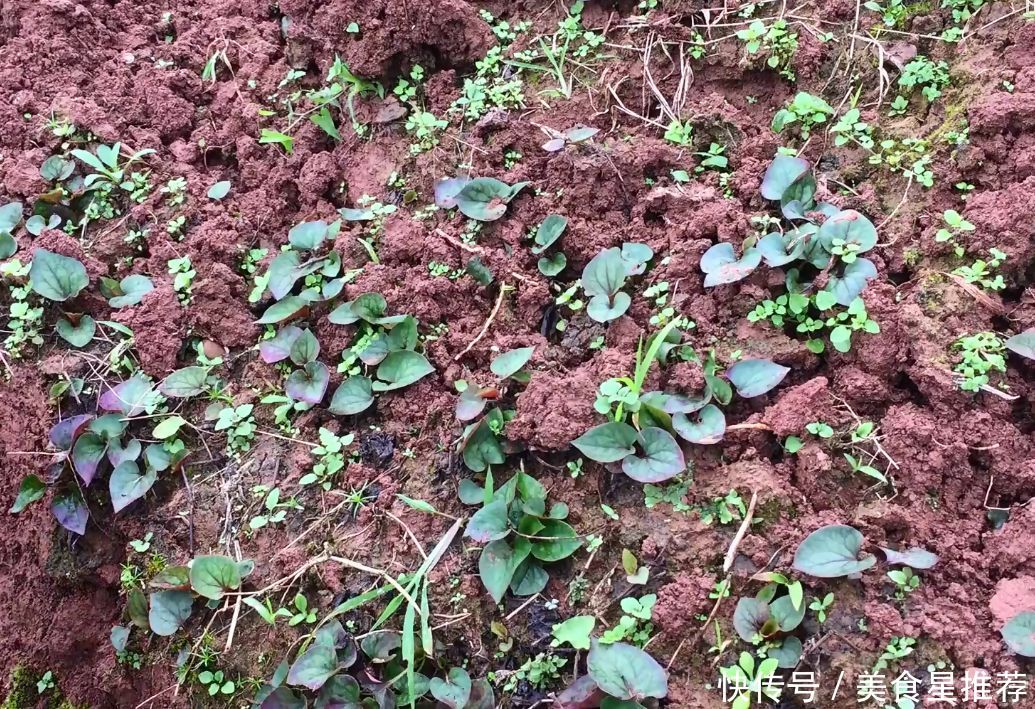 这种野菜就生长在农村田坎上，挖回家凉拌生吃，没肉胜过有肉