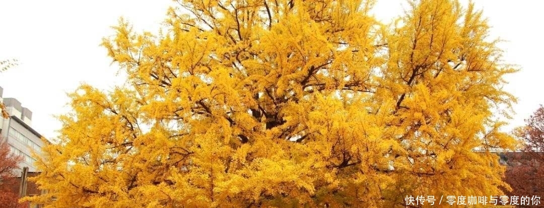 世界上最美丽的六种树，造型风格各异，有一种能在关键时刻救命