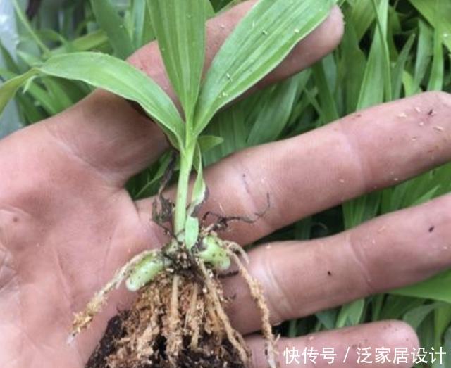  【白芨】人称“白芨”，从远处看像杂草，根茎肥大、价值高，如今珍贵！