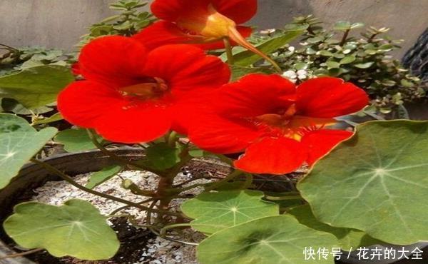 『开爆』旱金莲一棵不浇水都开爆的花!适合忘浇水的你,但是不能少一件事