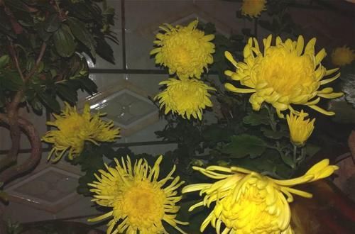  [生活]40岁之前，赚钱养家，40岁之后，种菜养花！