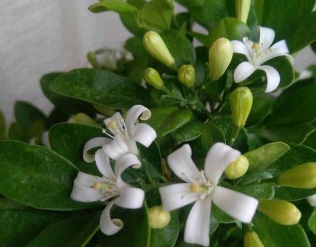 『养护』此花,开花时香气非常浓郁,要远离卧室,在阳台上放置即可。