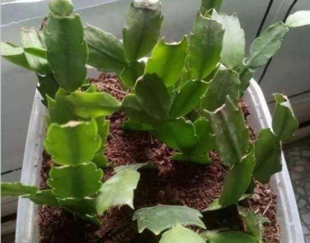 快速|春天扦插5种花,不用生根粉也能快速生根,让家里的花越养越多