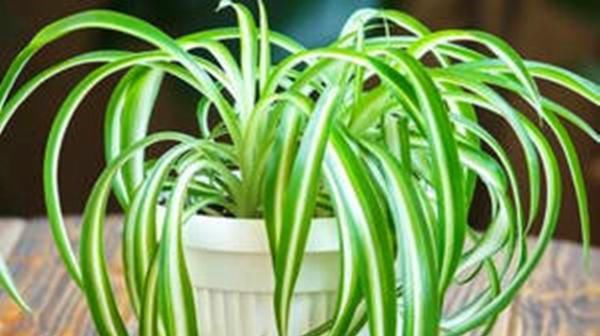  植物@3种花,丢水里就能活,不用土也能开花,一开就是好几个月