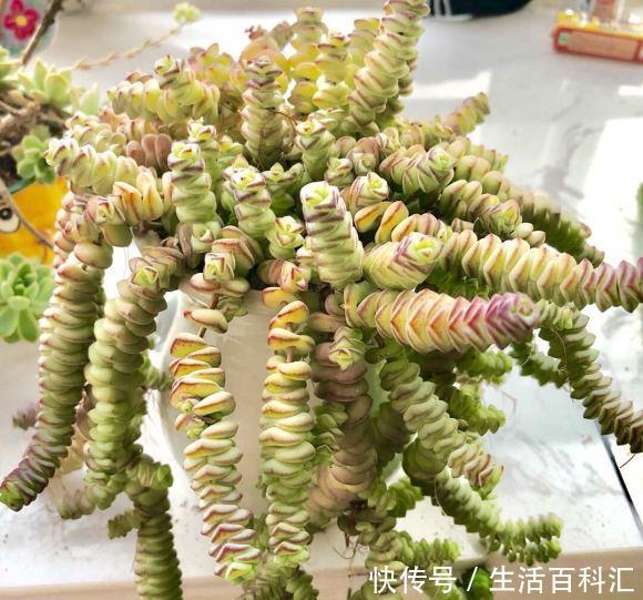 砍头:钱串快速爆盆法,经常“砍头”,节点“一生二”,60天迅速爆盆