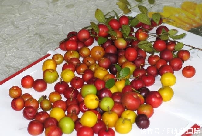 农村这种野果尤其值钱! 以前掉地上没人捡, 如今农民靠它“脱贫”