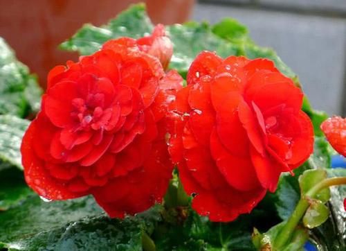  「四季海棠」1年四季都开花的“四季海棠”，可爱又好养，掌握1点，爆满阳台！