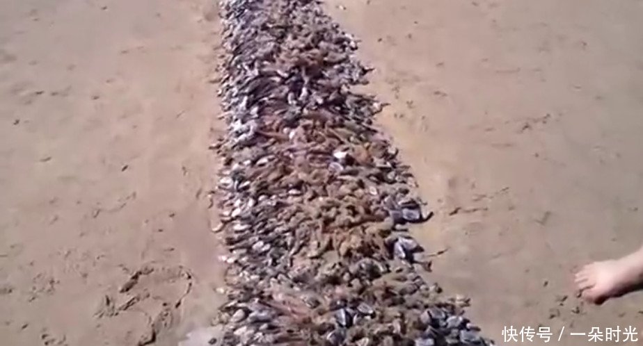 男子在海边游玩时发现沙滩上有一堆东西，走近之后整个人都不好了