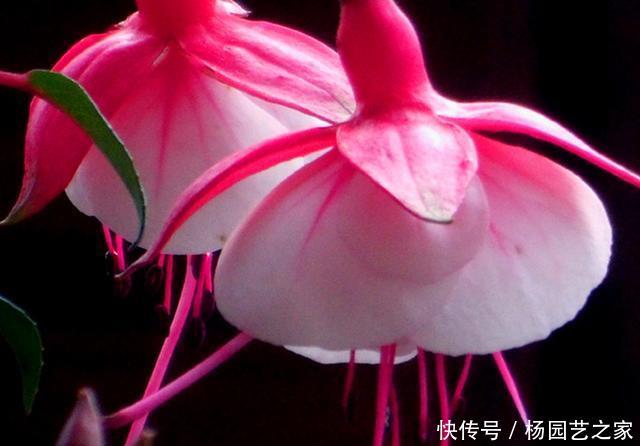 「家里」快过年了,把3种开花像灯笼的花卉种在家里,像张灯结彩一样