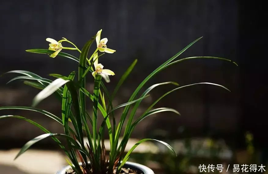  『生长期』兰花生长缓慢或停滞？莫急，也许是未到生长时