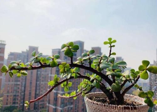  [落叶]金枝玉叶落叶变“光棍”？3招起死回生，叶子狂长，变成高贵盆景