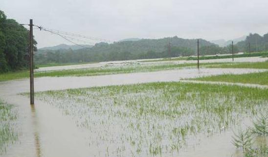  「症状」水稻涝害的发生、症状及相应的防止措施，涝后补救方法全齐了