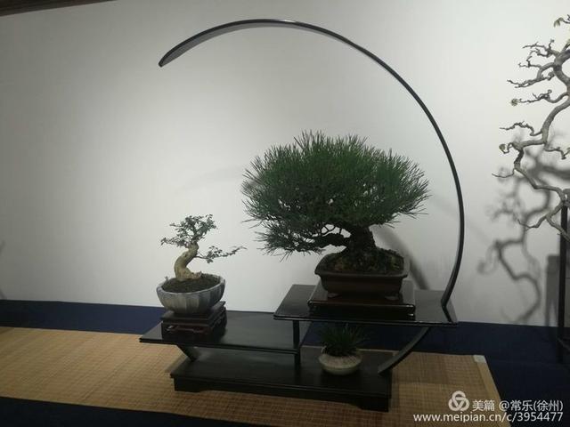  #盆协#徐州收藏家协会(盆景协会和铁路盆协)回龙窝微型盆景