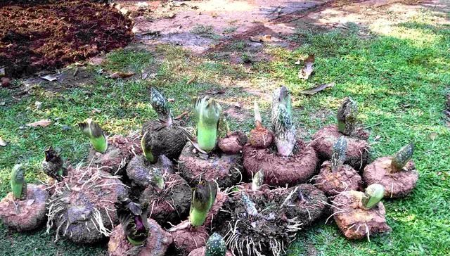  「营养」能制作“豆腐”但不是豆类，容易种植产量高营养好农民为啥不种？