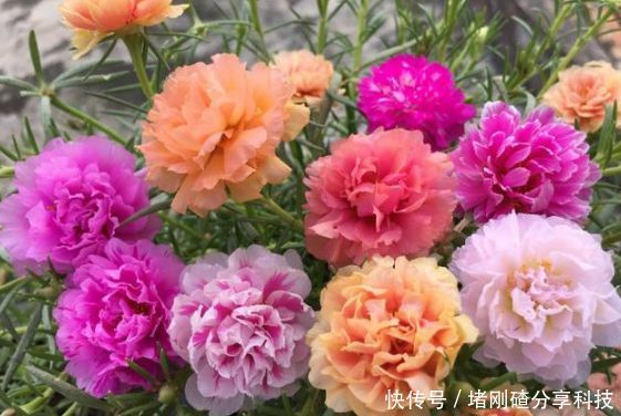 观赏价值■“4种花”是懒人的最爱,越懒养长得越好,给点阳光就爆盆!