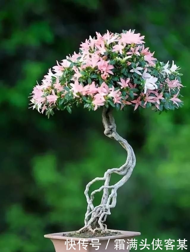  [栽种盆景]玩盆景，已成为当下追求高品质生活的一股潮流