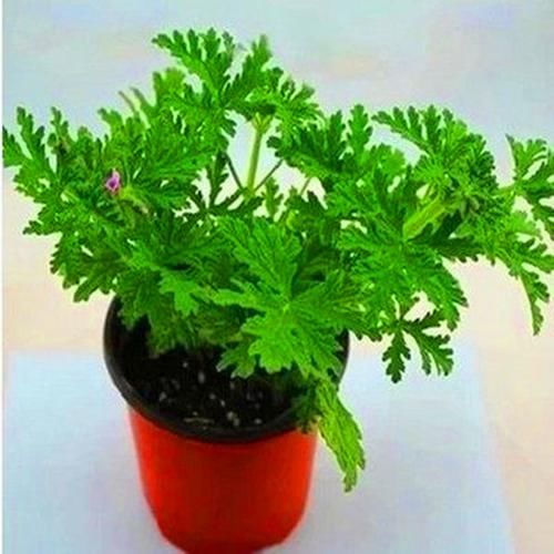  『盆栽植物』建议大家：在农村见此“草”勿扔！养在家里，净化空气又养眼