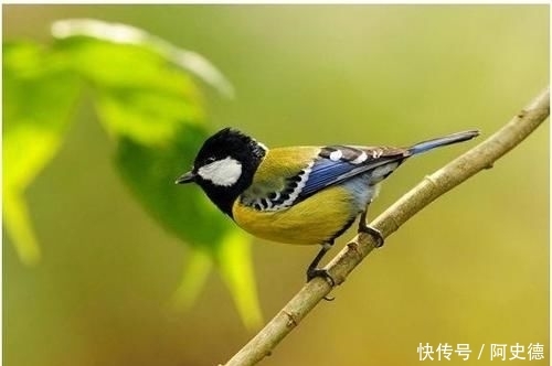  【杀虫剂】鸡鸭不敢吃杀虫剂不管用