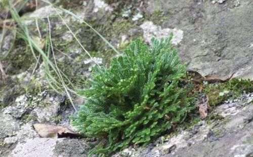 「见到」石头缝里的“1种草”,见到别踩,挖回家种,8个月成“盆景”,美