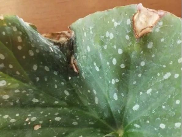  「烂根」天热了，8种花不能乱浇水，小心浇完就死
