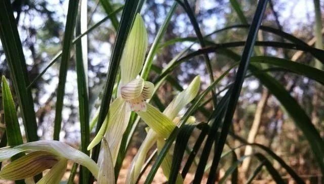  『护理』兰花在开花后的护理非常重要，不然当年可能不再复花