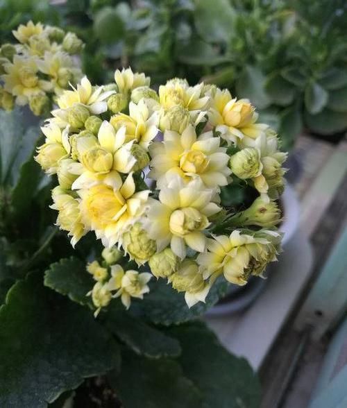 「残花」长寿花开败了,及时修剪残花,利用“顶端优势”,成活率90%