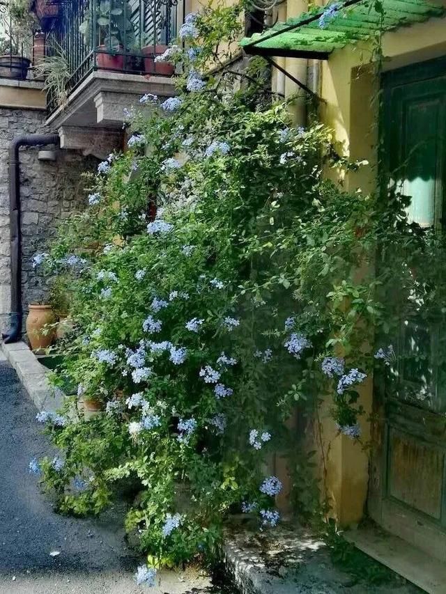 『太美』家里有这6种花，赶紧挂起来，长的快、开花一年比一年多！