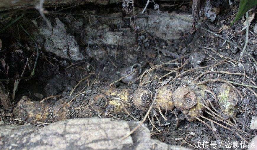 这种像“洋姜”的野生物， 若在野外见到， 可别锄掉很珍贵
