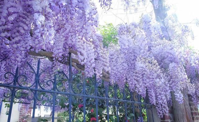  #遇水#最美爬藤花，花开240天，遇水就活，院子种两棵，美如花海一般