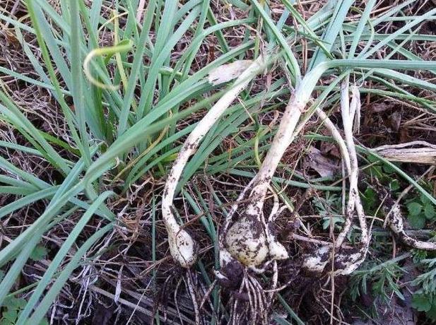 农村这种野菜像蒜又像葱，殊不知其有宝贵的药用价值