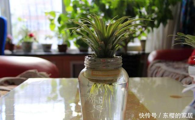 水培|吃剩下的菠萝头别扔,拿来水培当盆栽,好看极了