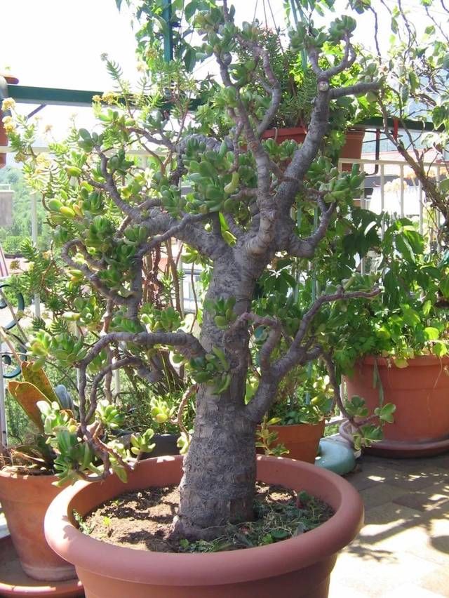  『养护玉树』玉树盆里加点“柳树皮”，绿叶窜满盆，枝条呼呼长，还能开白花