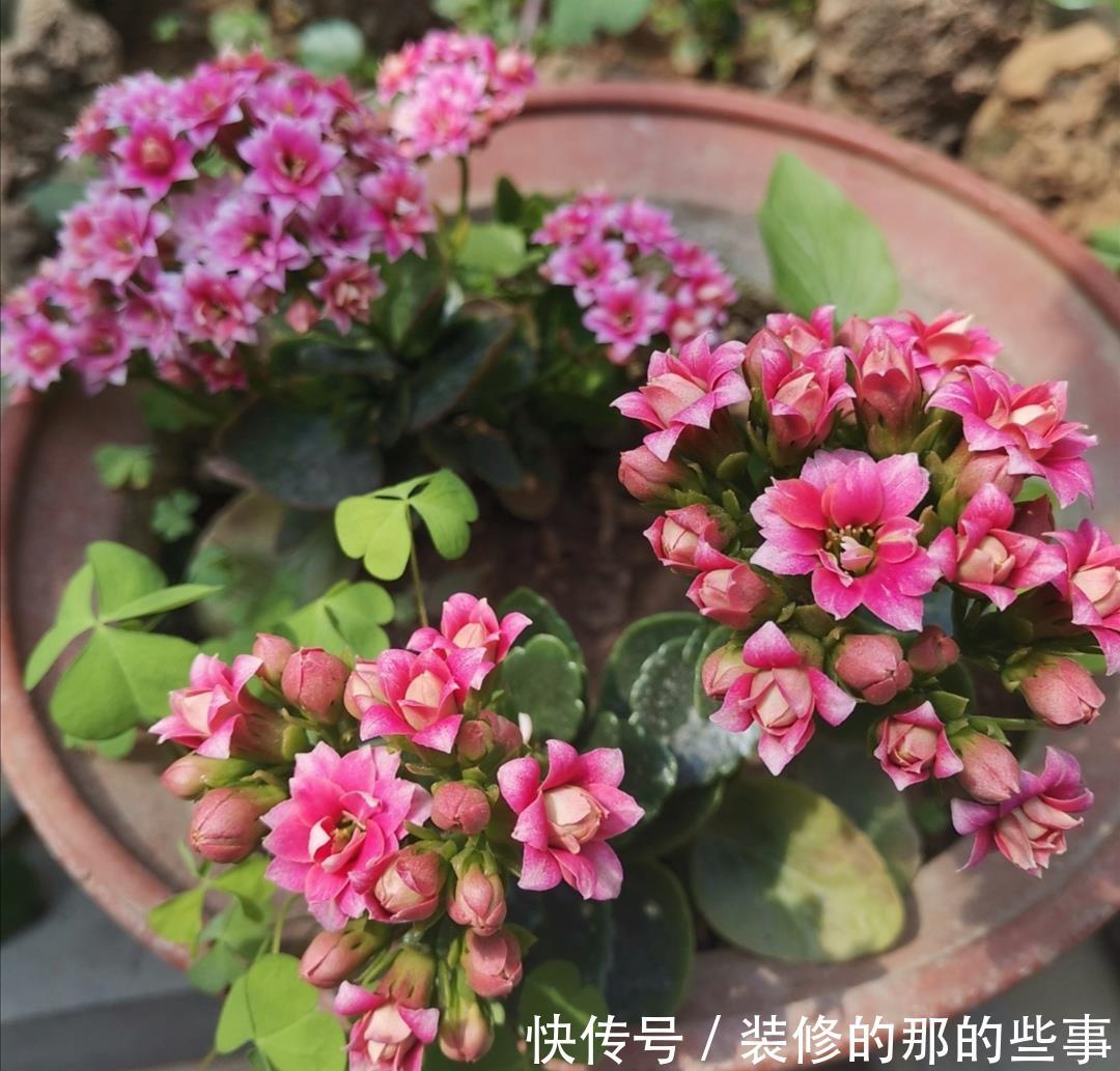  「新枝」长寿花开完花，马上给它做3件事，新枝长得更旺