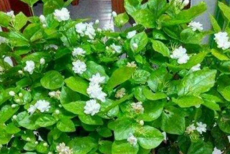 『茉莉花』“3种花”养卧室,改善睡眠质量,睡得香,很多花友都喜欢!