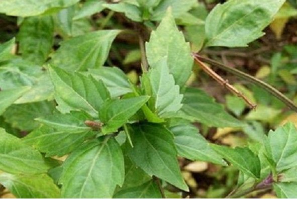  「着独到」野外的杂草原来是珍贵的药材，被称为‘救命草’，见到一定要珍惜