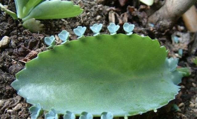「种植物」河边的“1种野草”,被称为“不死鸟”,挖1棵养,繁殖10棵,值